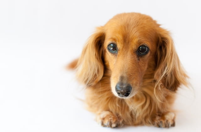 犬用ペットシーツの基礎知識のイメージ画像