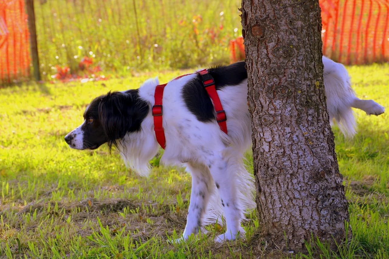 中型犬用のペットシーツならこれ！おすすめ商品9選のイメージ画像