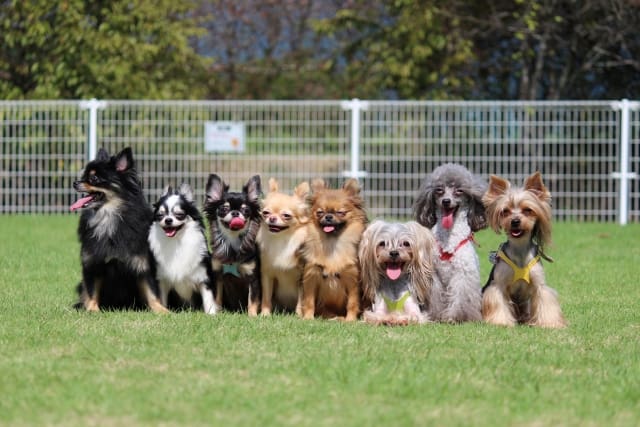 犬用ペットシーツの失敗しない選び方のイメージ画像